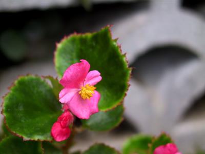 wax begonia, بگونیا عروس